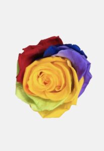 rosa Arcoiris