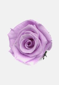 rosa lavanda