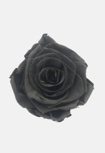 rosa negra