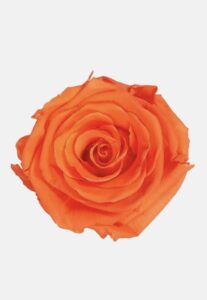 rosa naranja