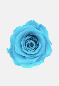 rosa turquesa