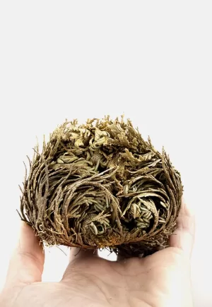 Plantas y terrarios