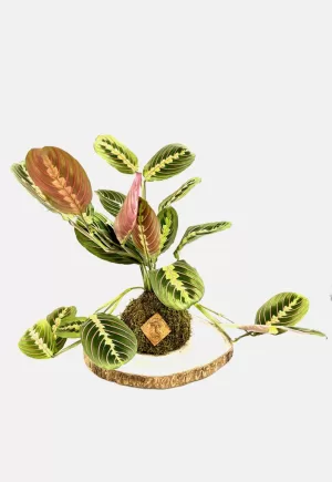 Kokedama maranta