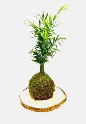 kokedama "Chamadorea"