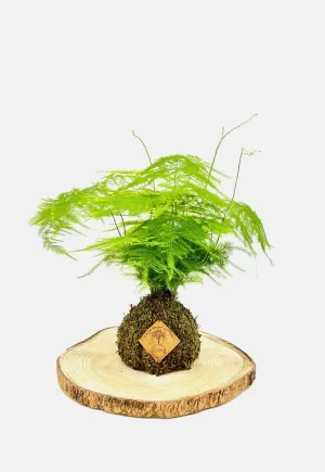 Kokedama Esparraguera