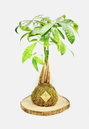 kokedama "Pachira trenzada"