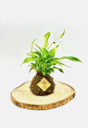 kokedama "Espatifilo"