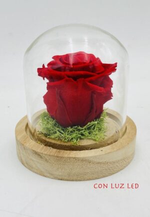 Mini Cúpula de rosa preservada